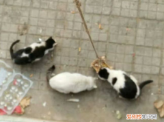 流浪猫为什么吃完东西就走动 流浪猫为什么吃完东西就走