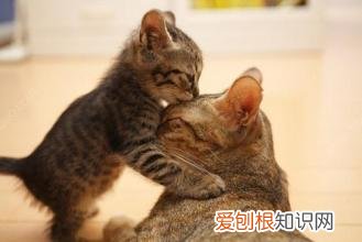 为什么母猫把小猫叼到主人床上 母猫为什么会把小猫叼到我床上