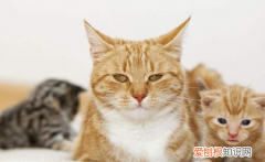 母猫为什么晚上叼小猫崽给主人咬 母猫为什么晚上叼小猫崽给主人