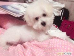 比熊犬四个月长什么样 4个月的比熊应该长什么样