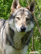 捷克狼犬战斗力排第几 捷克狼犬战斗力如何