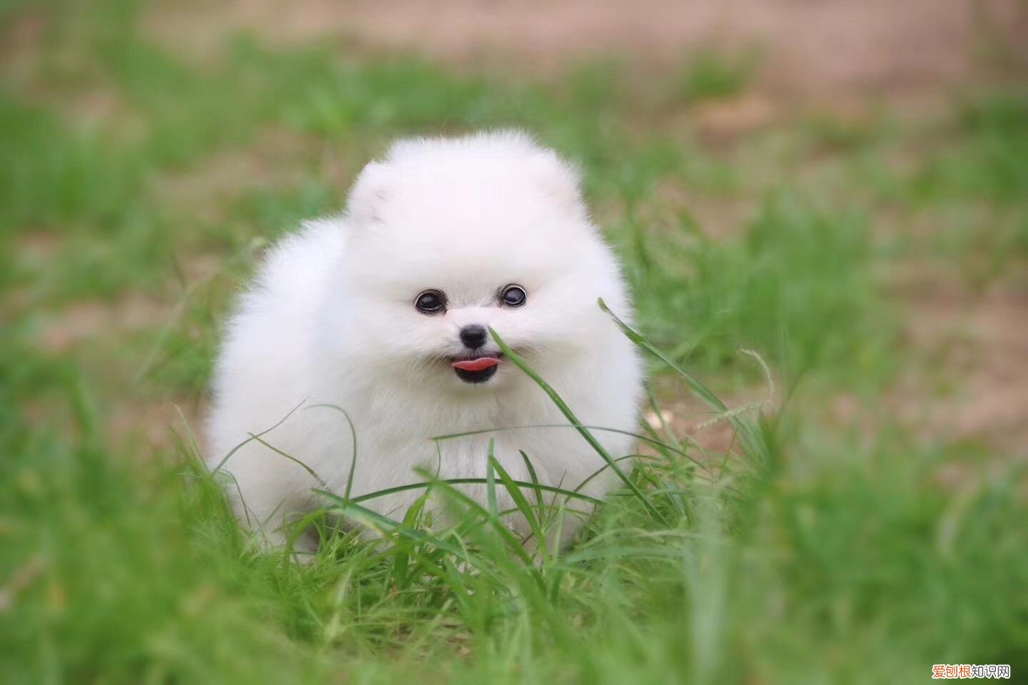 小体博美一般几个月猛涨身体 博美一般几个月猛涨身体