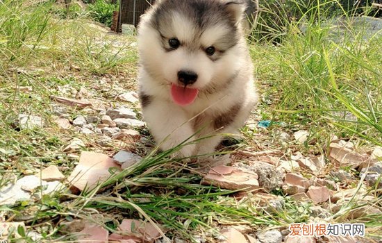 幼犬怎么看长大后体型 小狗怎么看长大后的体型