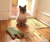 猫咪为什么喜欢把玩具叼给主人 猫为什么会玩具叼到主人面前