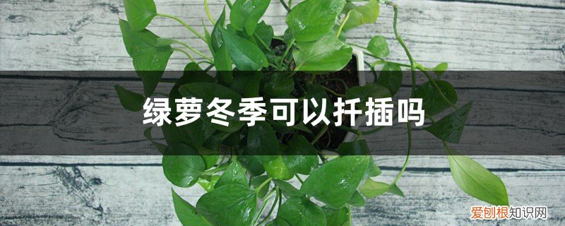 绿萝怎么扦插什么时候扦插 绿萝冬季可以扦插吗，插枝埋多少土