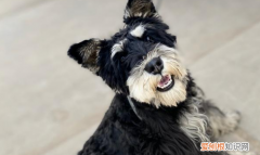 雪纳瑞什么颜色最稀有 雪纳瑞什么颜色最贵