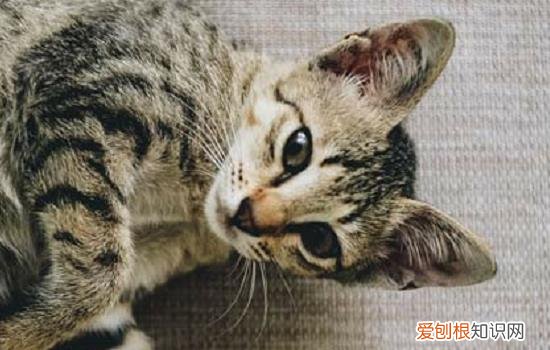 自制猫砂盆 即使你不心灵手巧，也可以做哦！