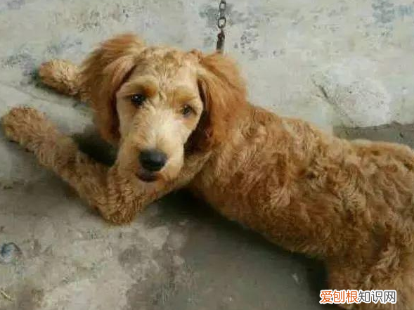 泰迪和金毛杂交的狗狗长什么样子图片 泰迪和金毛杂交的狗狗长什么样子