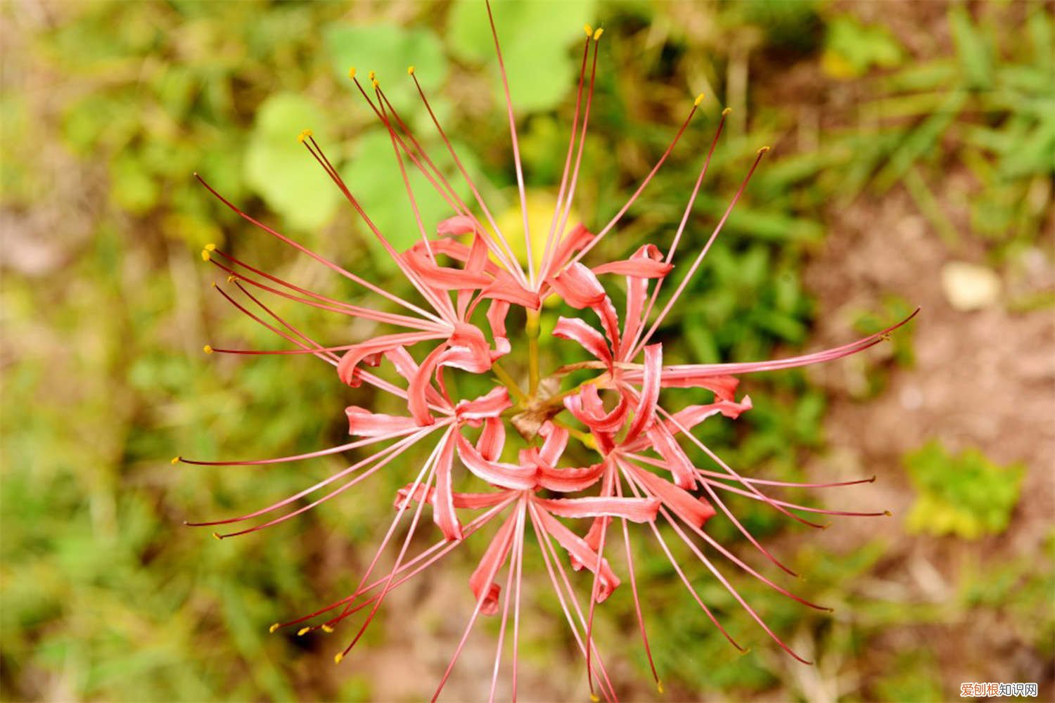 彼岸花和石蒜花是一种吗 彼岸花是石蒜花吗，彼岸花与石蒜花的区别