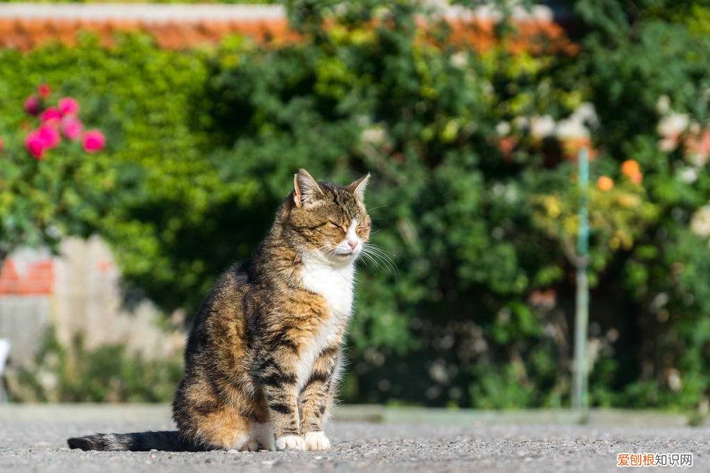 猫猫喜欢晒太阳嘛 喜欢嗮太阳,猫咪晒太阳好处