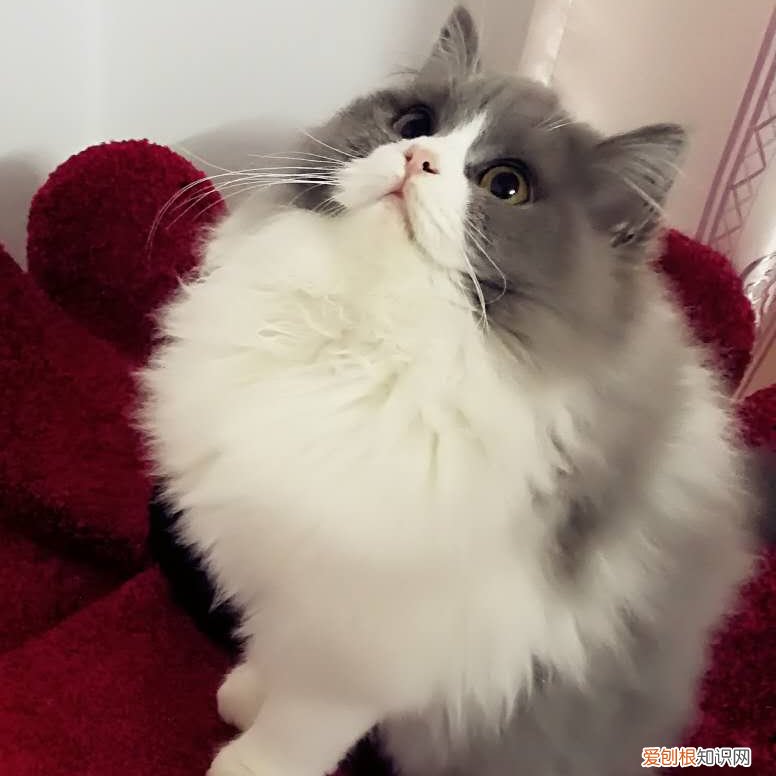 宠物猫反胃呕吐 猫呕吐,猫喂养