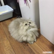 宠物猫反胃呕吐 猫呕吐,猫喂养