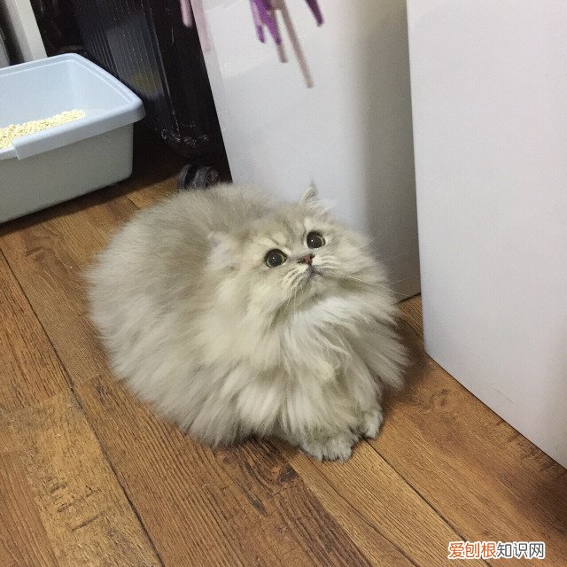 宠物猫反胃呕吐 猫呕吐,猫喂养