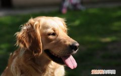 治愈犬有哪些品种 治疗犬其实并没有按照品种来区分