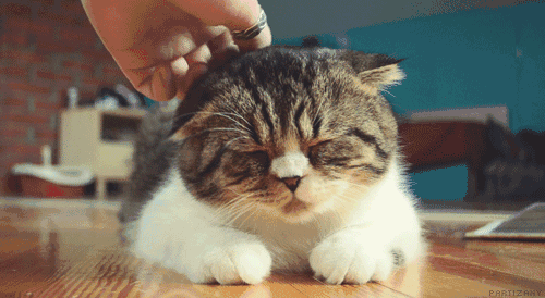 猫为什么会感染新冠 猫咪会不会感染新冠病