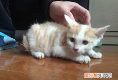 幼猫为什么突然不喝羊奶了 幼猫为什么不喜欢喝羊奶