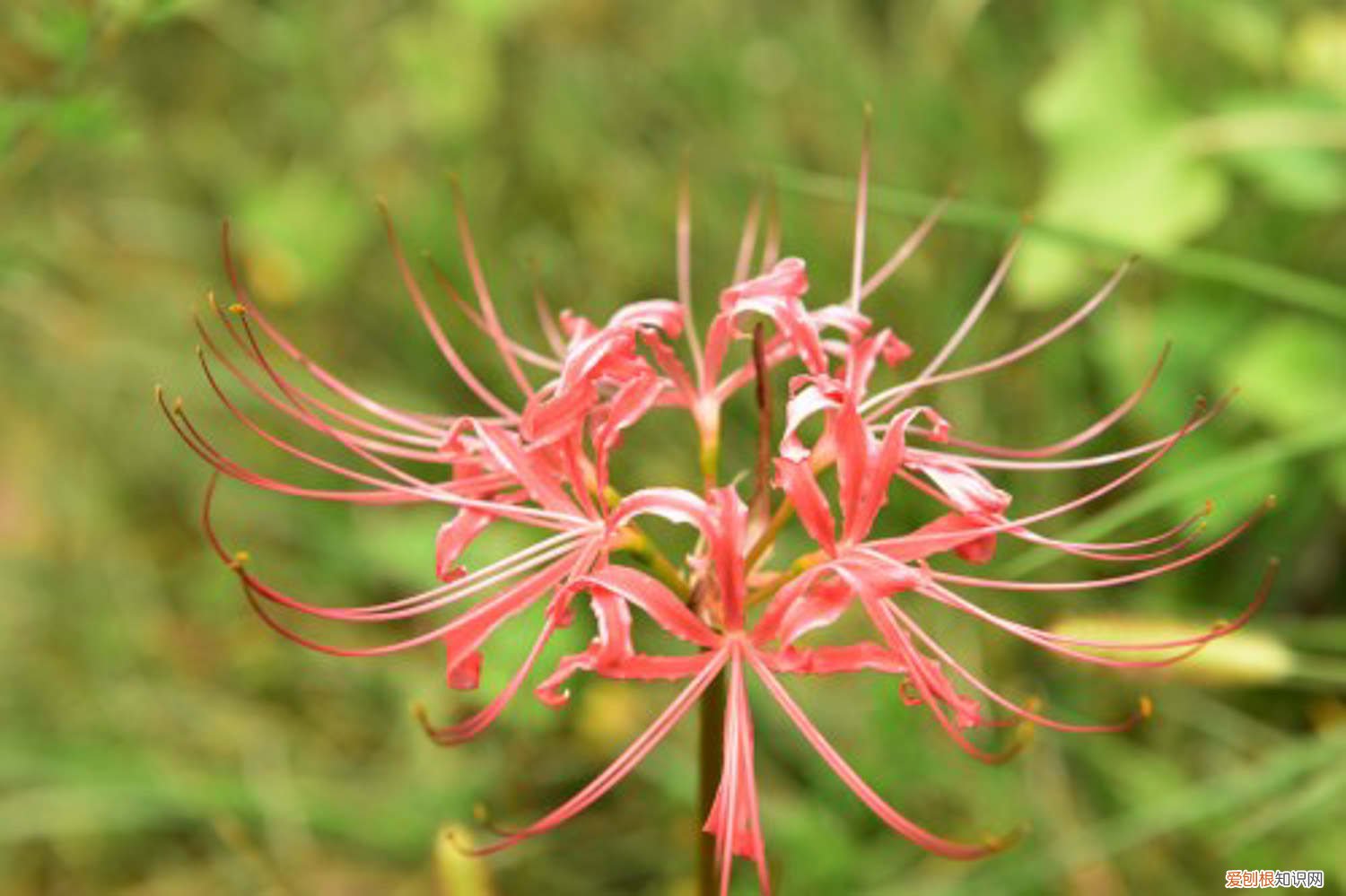 彼岸花多长时间开花 彼岸花什么季节开花，彼岸花几年才开花