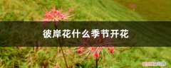 彼岸花多长时间开花 彼岸花什么季节开花，彼岸花几年才开花