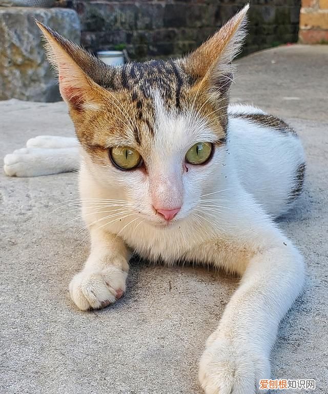 美版三星note10+和国行的区别