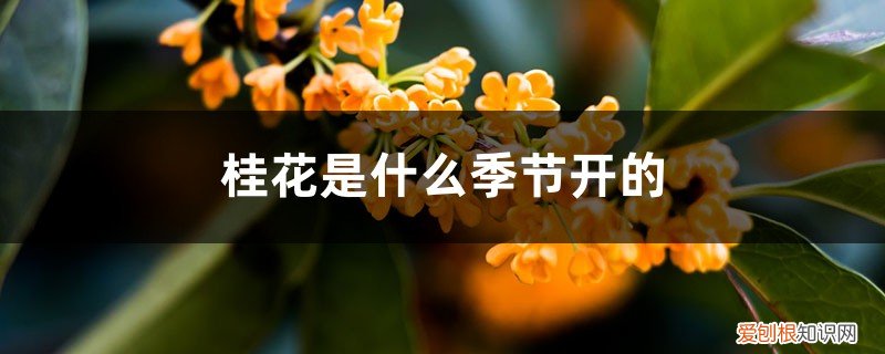 桂花几月开花花期有多长 桂花是什么季节开的，花期有多长