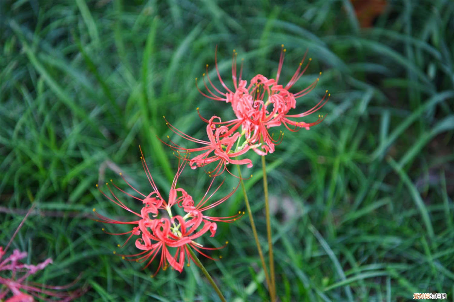 彼岸花开完花后该怎么了 彼岸花如何开花，彼岸花开花后怎么处理