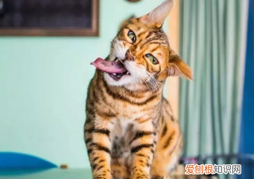 猫吸猫薄荷没反应 猫为什么不吸猫薄荷