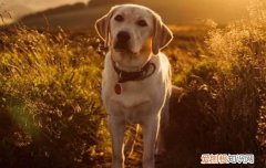 拉布拉多犬感冒的症状及治疗方法 拉布拉多幼犬感冒症状