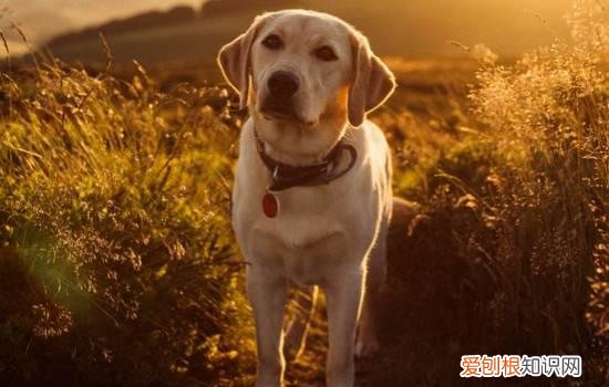 拉布拉多犬感冒的症状及治疗方法 拉布拉多幼犬感冒症状
