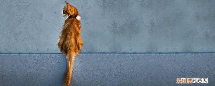 一只想飞的猫中这只猫的特点是什么意思 一只想飞的猫中这只猫的特点是什么