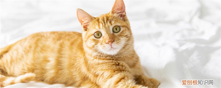 猫咪喜欢闻薄荷吗 猫为什么喜欢闻猫薄荷可以种吗