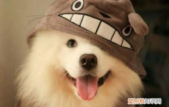 萨摩耶发热什么症状 萨摩耶感冒的症状有哪些