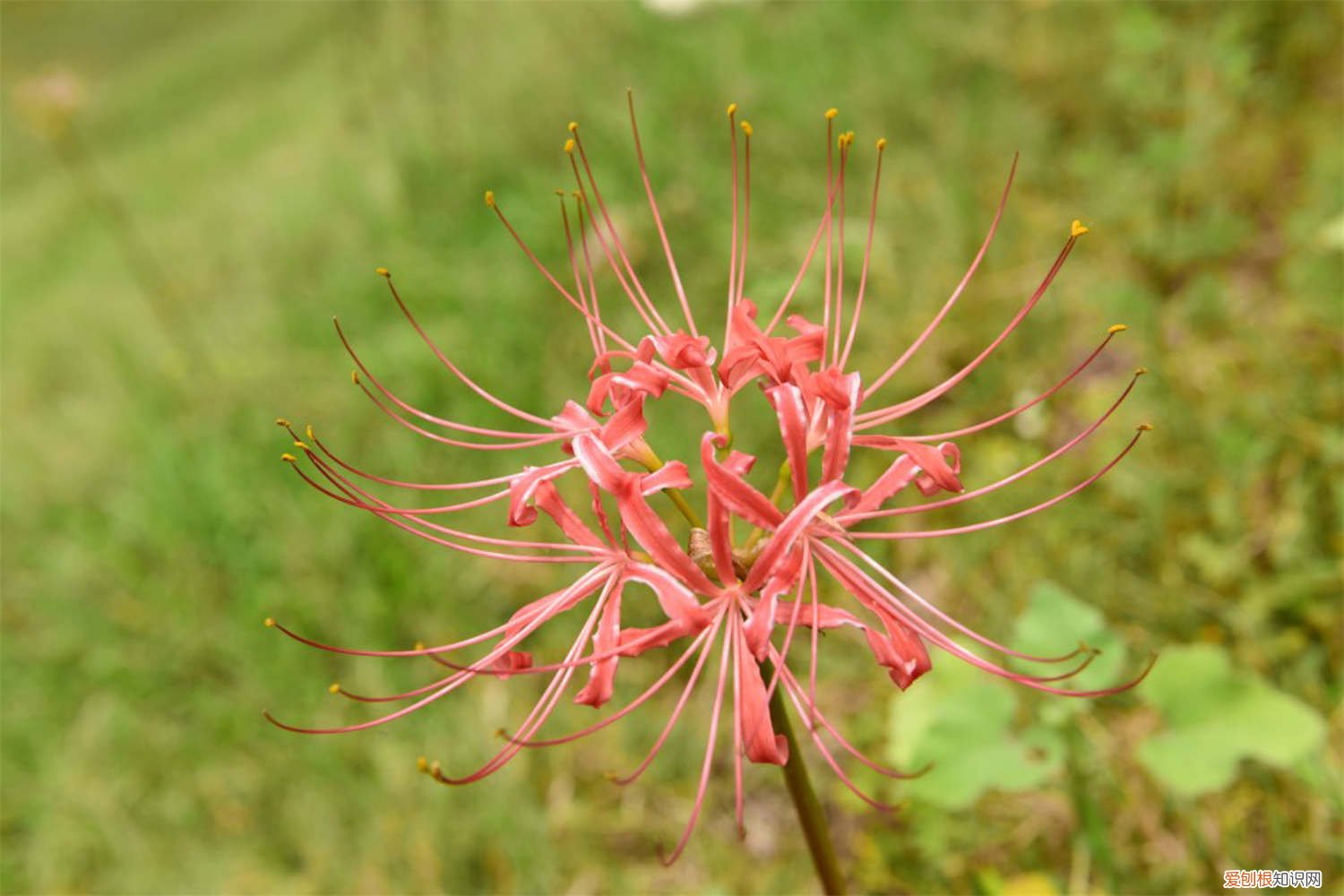 彼岸花的种植方法和管理 彼岸花怎么种植方法，彼岸花的种植方法和时间