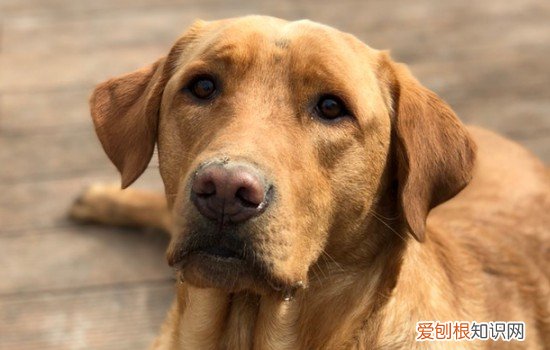 拉布拉多细小症状怎么治 拉布拉多细小症状