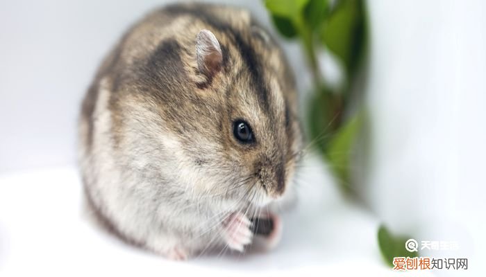 珍珠熊怎么养 珍珠熊的寿命有多长