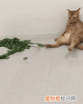 猫对猫薄荷为什么很着迷 猫为什么对猫薄荷有反应上瘾