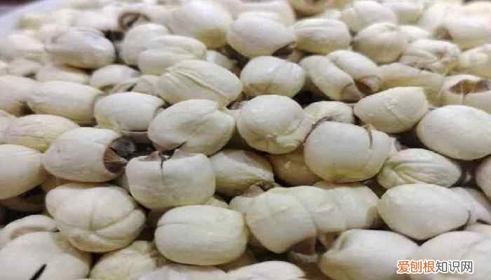 莲子为什么是苦的 莲子是什么时候采摘的