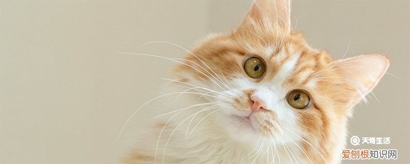 猫的应激反应 猫的应激反应怎样缓解