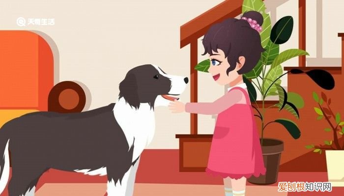 宠物狗感冒了要注意什么 宠物狗感冒吃什么药好