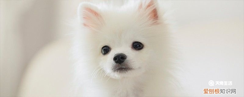 茶杯犬寿命有多长 茶杯犬的由来