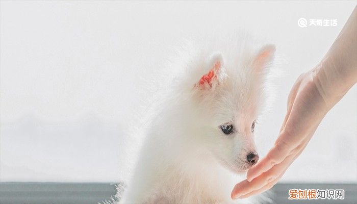 茶杯犬寿命有多长 茶杯犬的由来