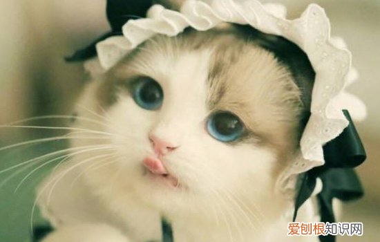 猫可以看到多少种颜色？ 原来这么神奇？