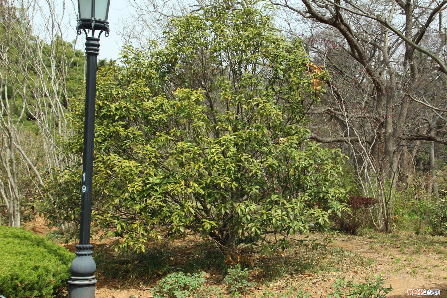 桂花扦插的主要技术要领是什么 桂花如何扦插成活，影响扦插成活的外界条件有哪些