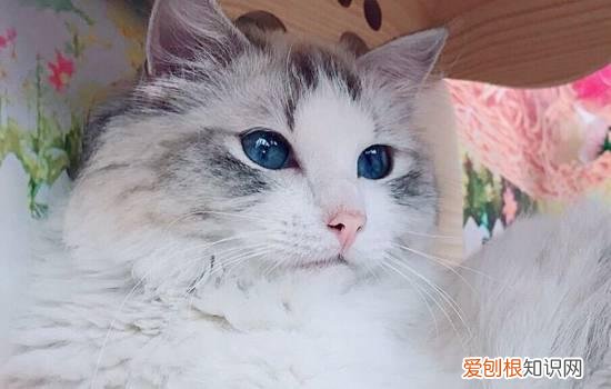 猫的耳朵可以转动吗？答案原来是这样…