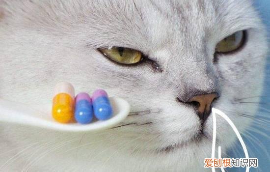 猫的耳朵可以转动吗？答案原来是这样…