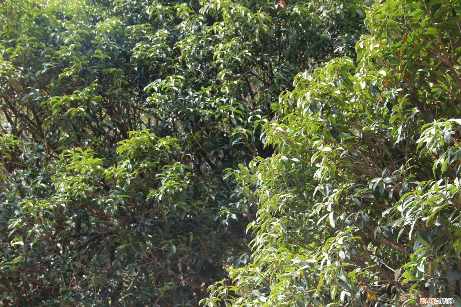 桂花枝怎么样扦插 桂花如何扦插，粗枝能不能扦插