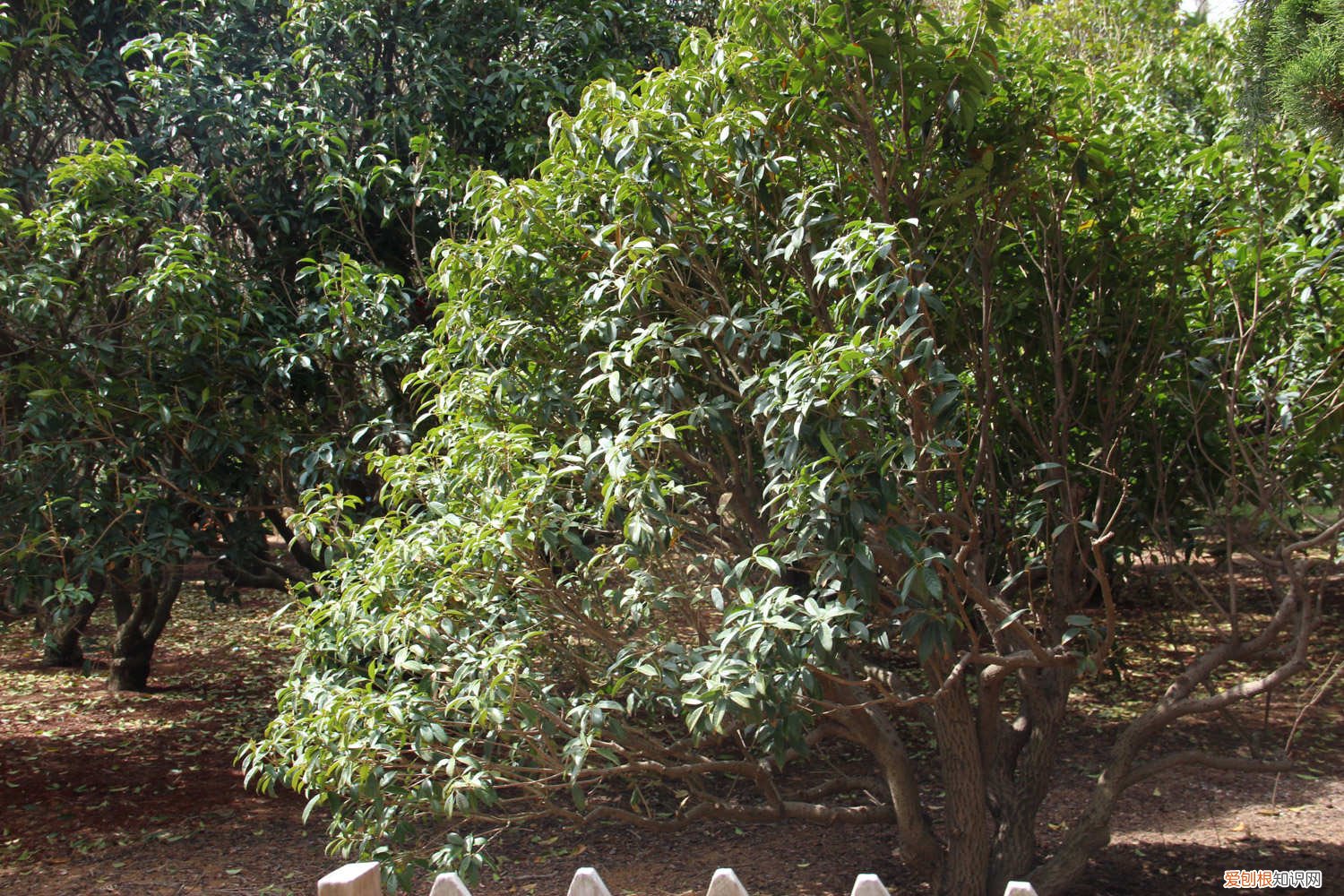 桂花枝怎么样扦插 桂花如何扦插，粗枝能不能扦插