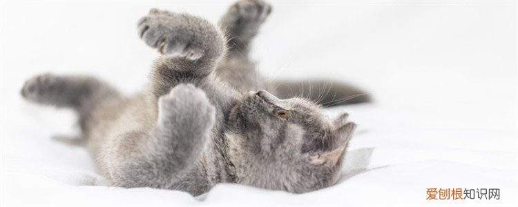 猫为什么会有洗脸的动作 猫为什么天生会洗脸的动作