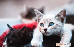 猫为什么拼命用牙咬指甲呢 猫为什么拼命用牙咬指甲