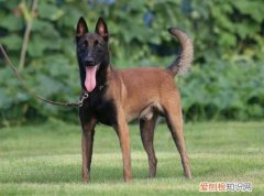 马犬靠什么分别主人 马犬分辨主人的方式