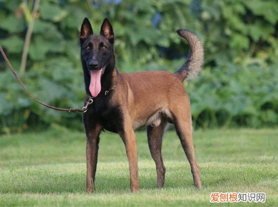 马犬靠什么分别主人 马犬分辨主人的方式